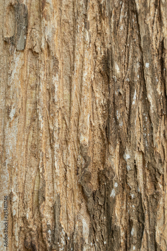 Close up the texture of the tree Beautiful hardwood bark In the rainforest of Thailand there is a vignette background concept.