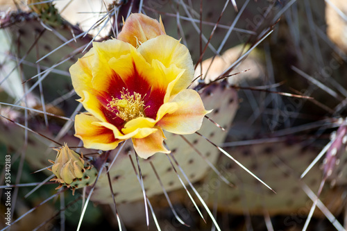 Tablou pe pânză Eastern prickly pear cactus yellow and red flower