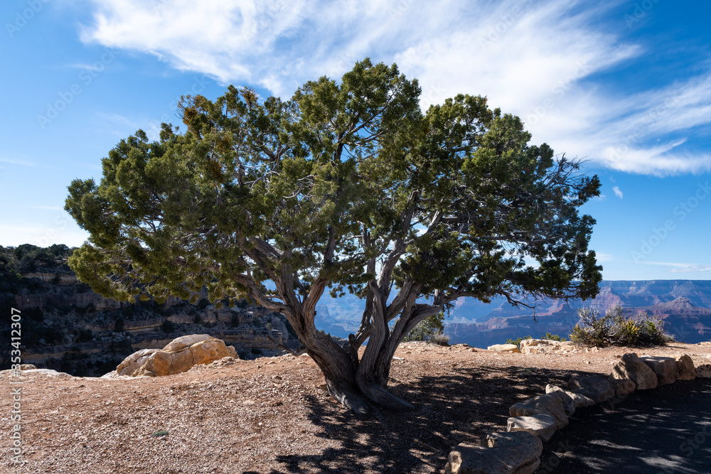 Juniper tree at the Grand Canyon Juniper tree at the Grand Canyon