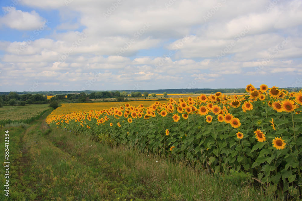 Blooming sunflowers against a cloudy sky