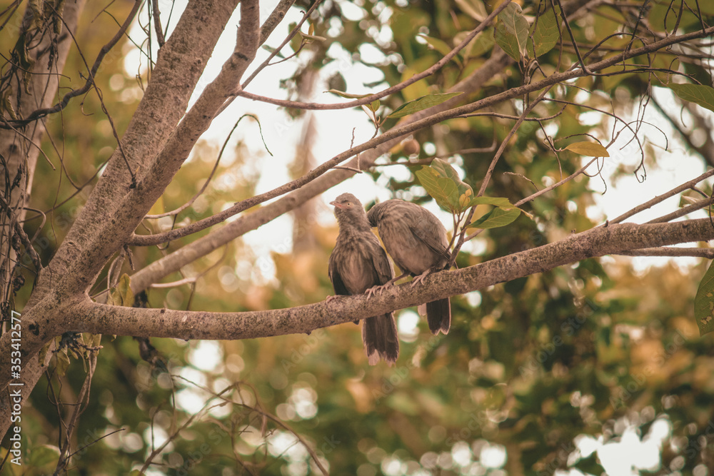 Bird on a tree