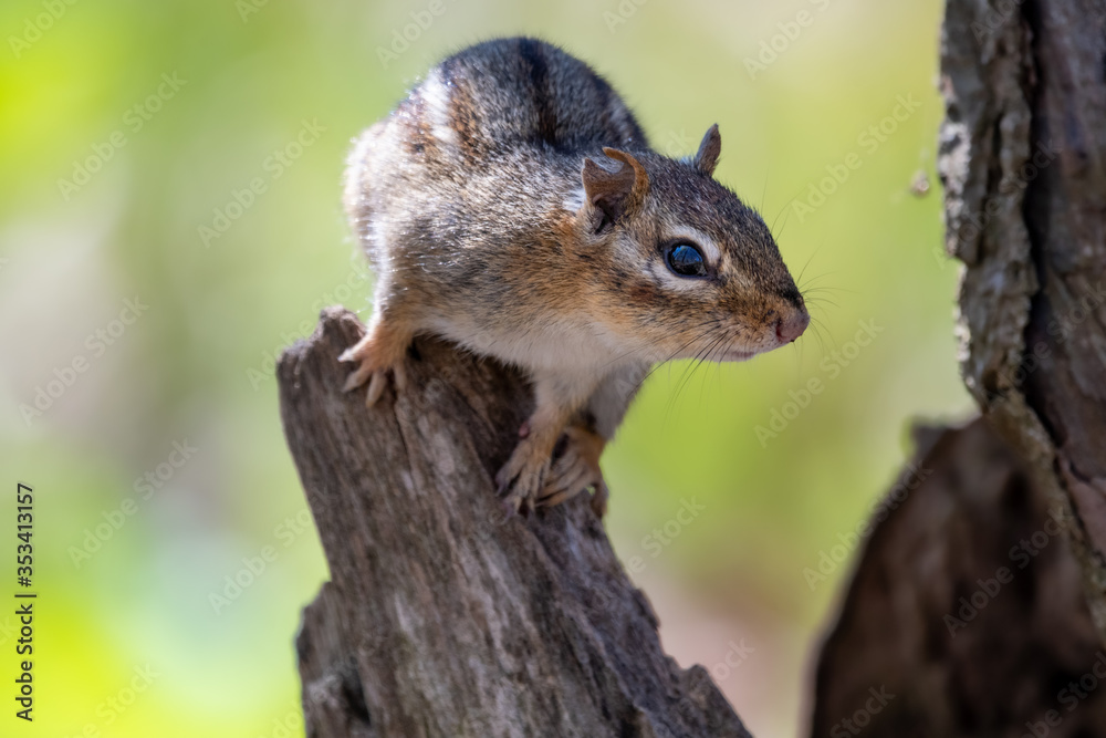 Chimpmunk sitting on wooden stump with blurred green background