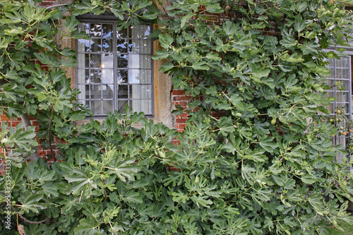 Climbing fig plant grows up the wall of an English country house
