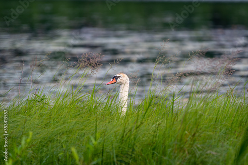 Fototapeta Naklejka Na Ścianę i Meble -  Mute swan head emerging from tall grass