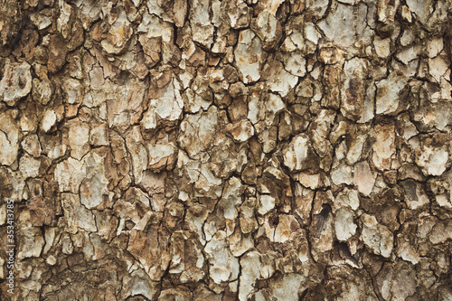 Close up the texture of the tree Beautiful hardwood bark In the rainforest of Thailand there is a vignette background concept.