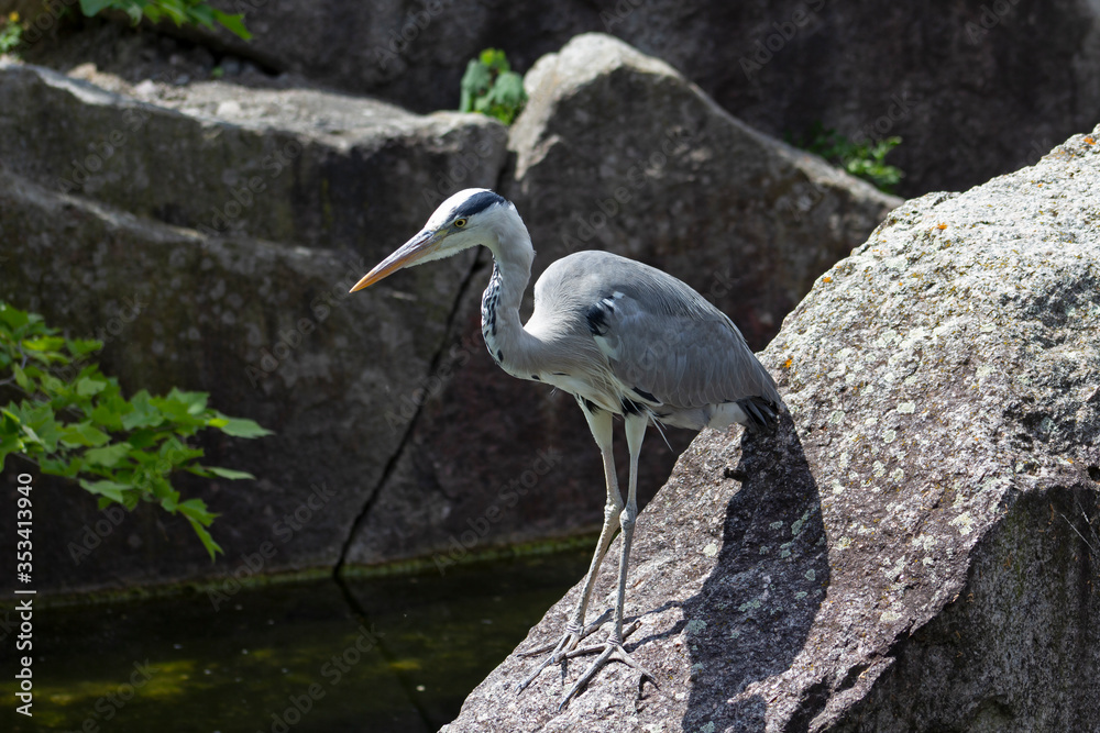 Fototapeta premium Heron by the water 2