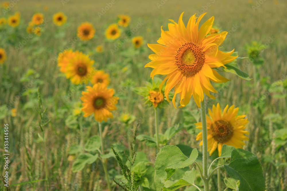 Blooming sunflowers on the field in the sunlight
Blooming sunflowers on the field in the sunlight