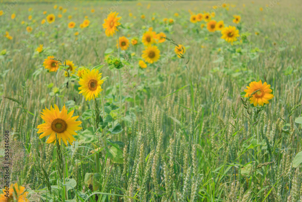 Blooming sunflowers on the field in the sunlight	
	
