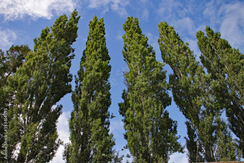 A row of tall slim poplar trees against a blue summer sky