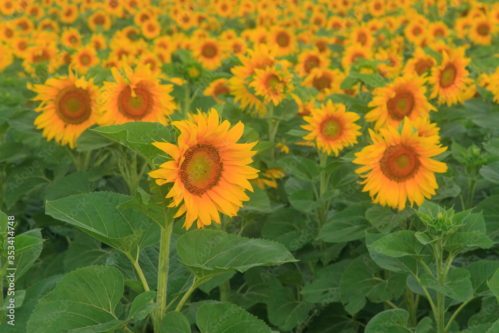 Blooming sunflowers on the field in the sunlight Blooming sunflowers on the field in the sunlight