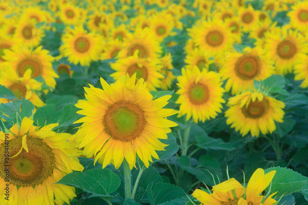 Blooming sunflowers on the field in the sunlight