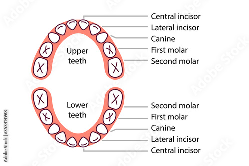 Baby teeth diagram icon. Clipart image isolated on white background