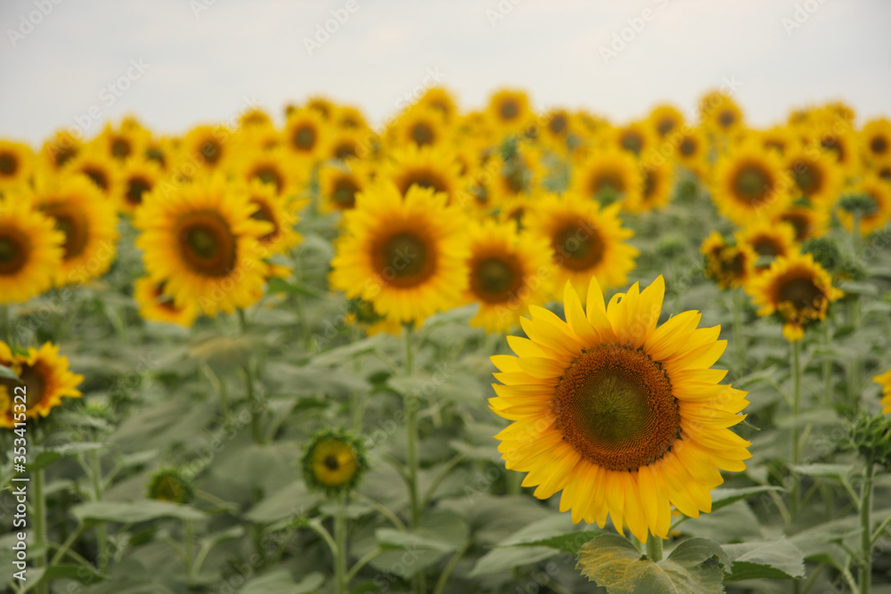 Blooming sunflowers against the sky Blooming sunflowers against the sky