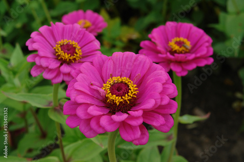 A close up of bright purple-pink double flowers of zinnia elegans  common zinnia  youth-and-age  elegant zinnia  of the  Purple Prince  variety in the garden