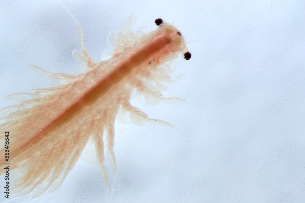 Super macro close up of Artemia salina a 100 million old species of brine shrimp, aquatic crustaceans.