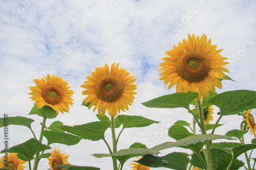 Blooming sunflowers against the sky