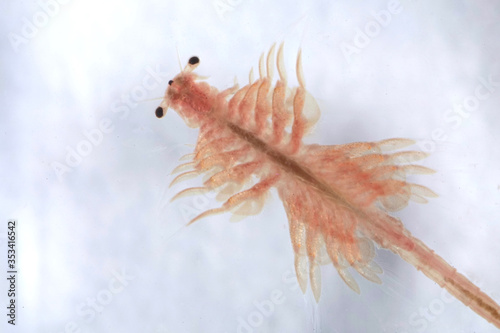 Картината върху платно Super macro close up of Artemia salina a 100 million old species of brine shrimp, aquatic crustaceans