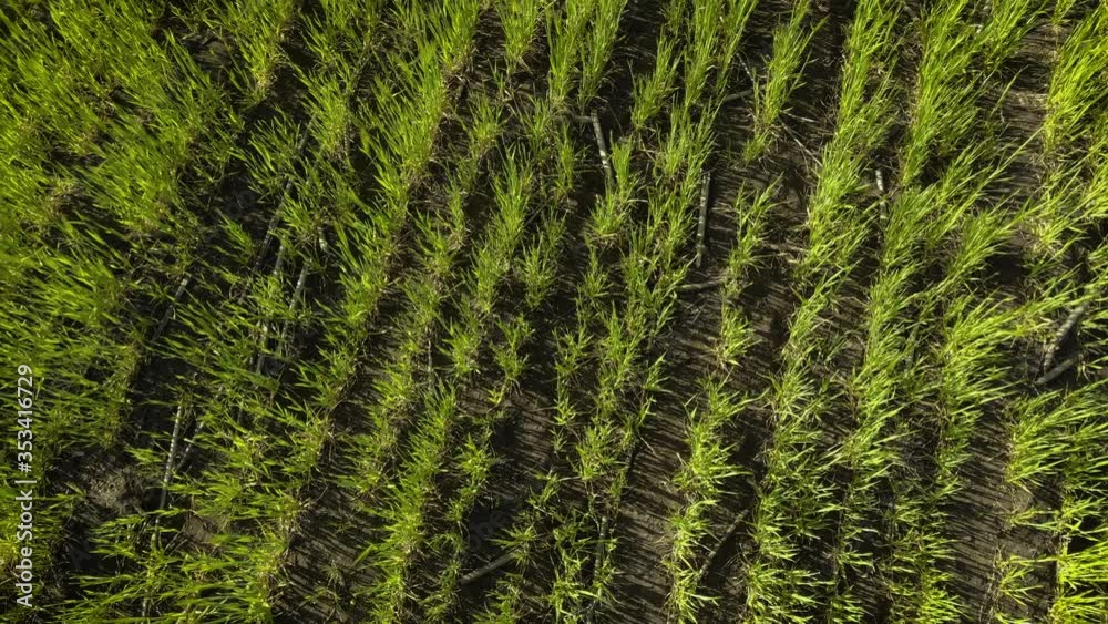 Waving green spring wheat or barley field at sunset. Drone shot of agricultural plants and concept of food industry Waving green spring wheat or barley field at sunset. Drone shot of agricultural plants and concept of food industry