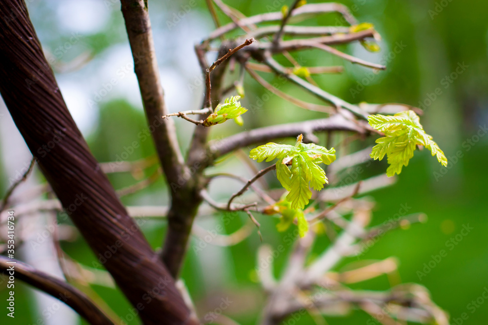 Young leaves on tree branches on a green background Young leaves on tree branches on a green background