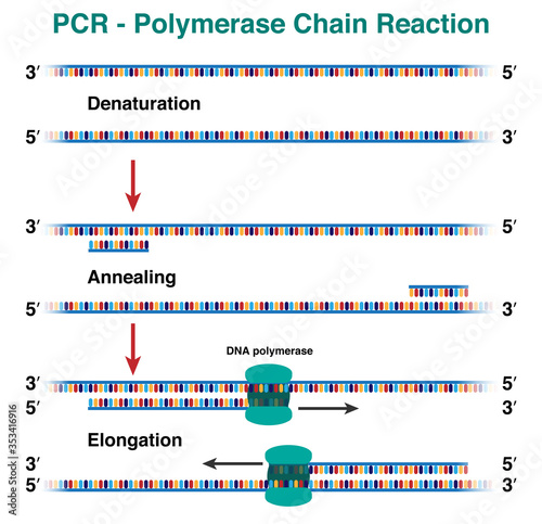 The cycles of DNA molecule amplification by polymerase chain reaction, PCR photo