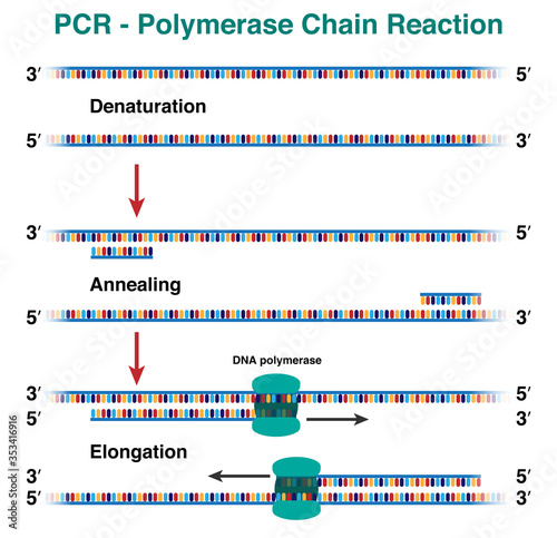 The cycles of DNA molecule amplification by polymerase chain reaction, PCR