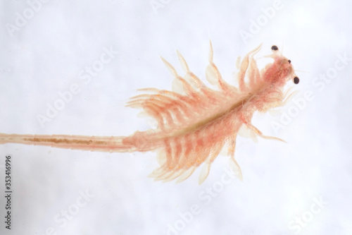 Εκτύπωση καμβά Super macro close up of Artemia salina a 100 million old species of brine shrimp, aquatic crustaceans