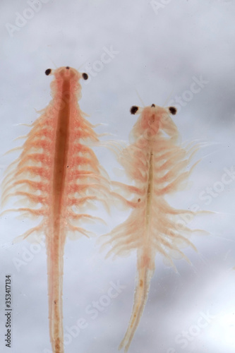 Fényképezés Super macro close up of Artemia salina a 100 million old species of brine shrimp, aquatic crustaceans