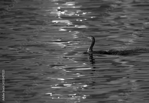Socotra cormorant at Busaiteen coast with dramatic reflection of light on water, Bahrain