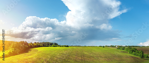 green rows of sprouted corn on a private agricultural field with trees on the horizon