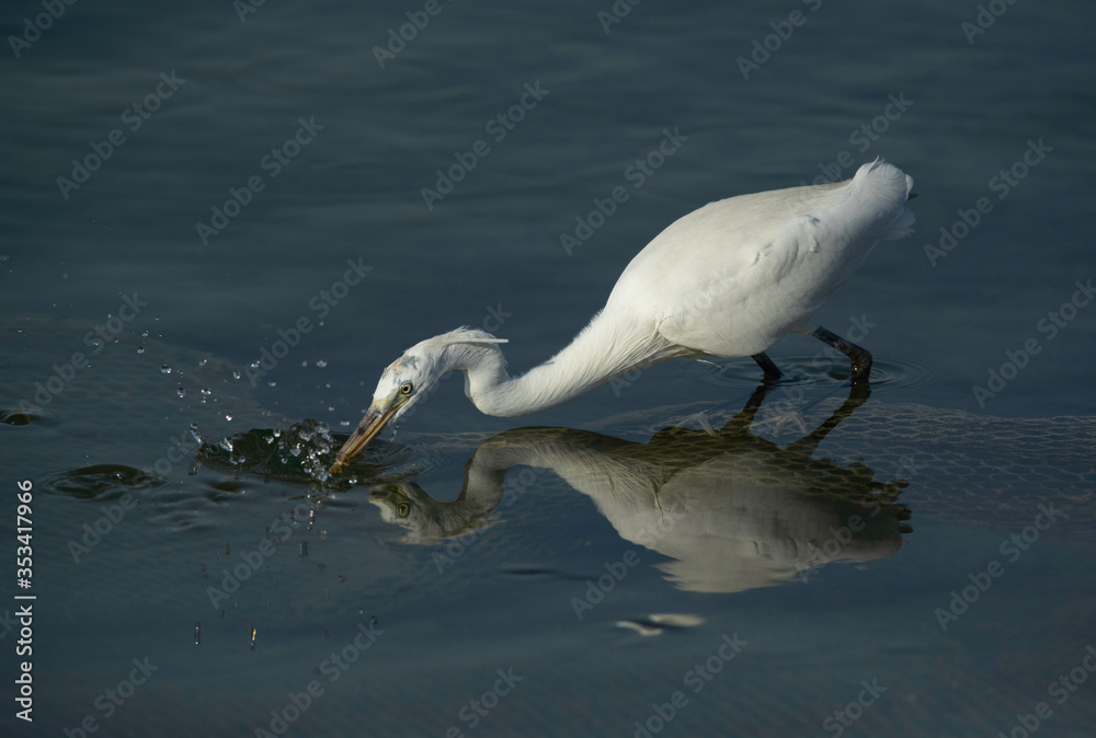Great Egret fishing at Busiateen coast of Bahrain Great Egret fishing at Busiateen coast of Bahrain