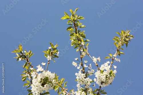 Tree with beautiful white flowers in the garden 