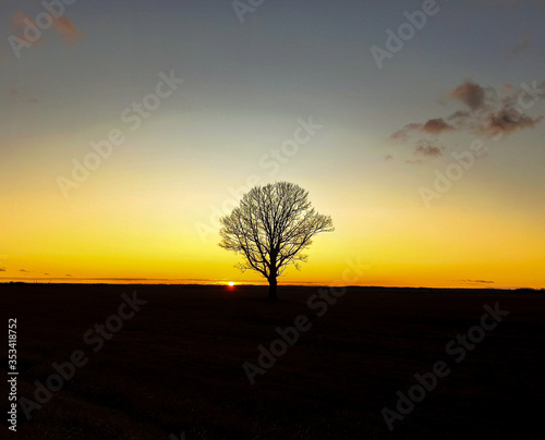 lonely tree at sunset © Виктор Круликовский