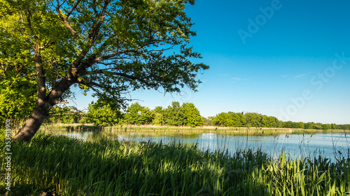 Pochylony dąb nad stawem