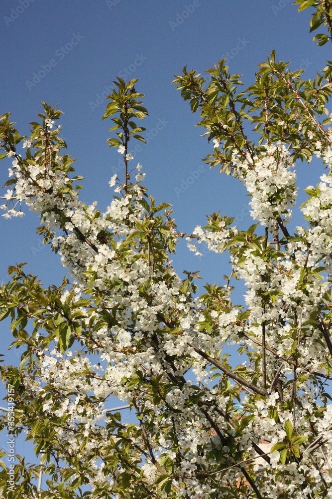Tree with beautiful white flowers in the garden Tree with beautiful white flowers in the garden