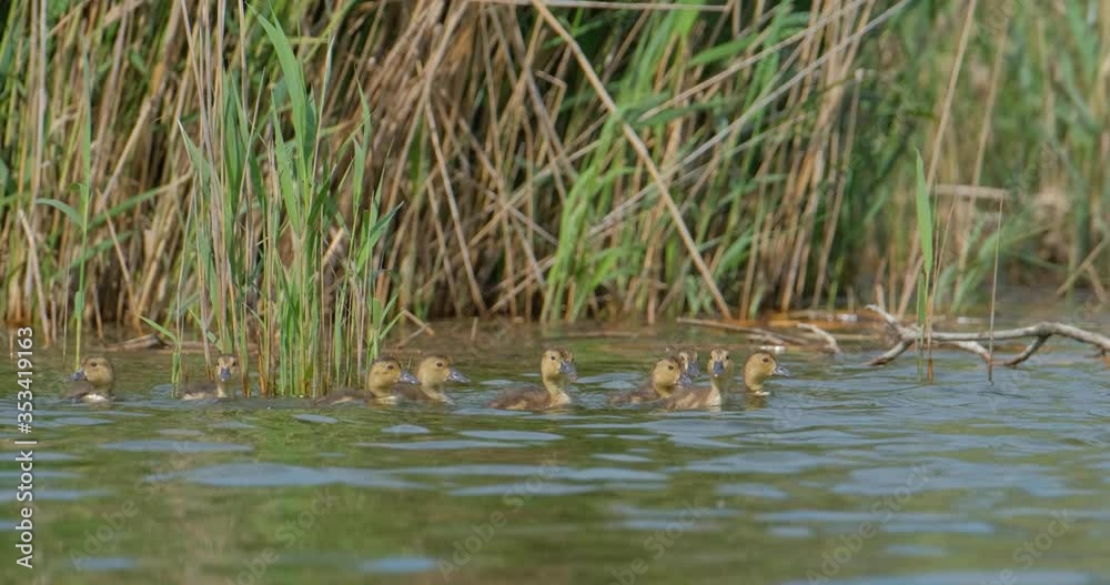 Ducklings of Common pochard or Aythya ferina in the summer pond close up UHD 4K Ducklings of Common pochard or Aythya ferina in the summer pond close up UHD 4K