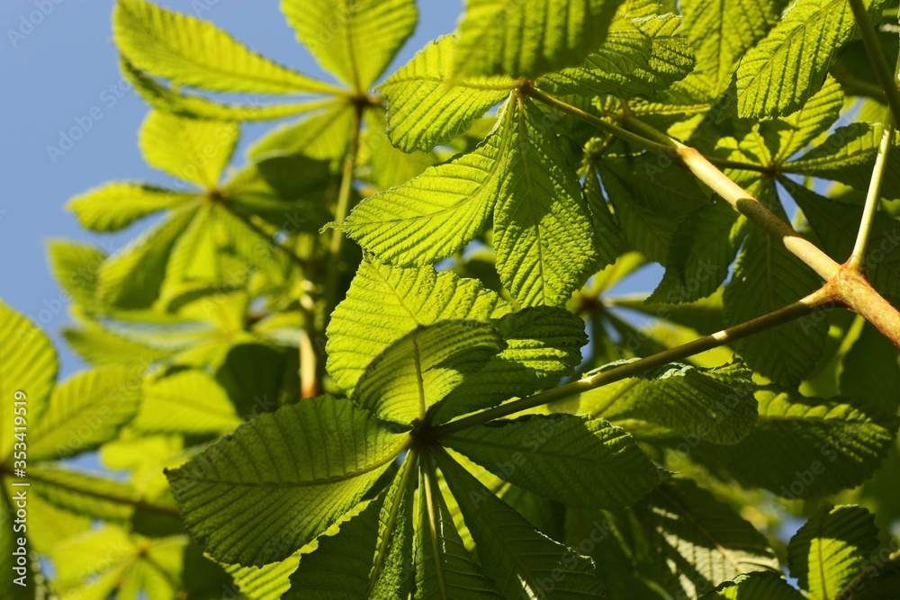 Beautiful chestnut tree with bright green leaves Beautiful chestnut tree with bright green leaves
