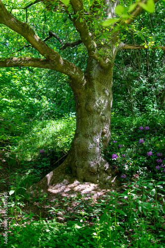 tree in the forest