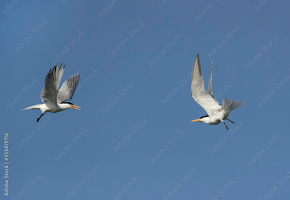 Obraz premium Lesser Crested Terns courtship or fight in mid air at Busaiteen coast, Bahrain