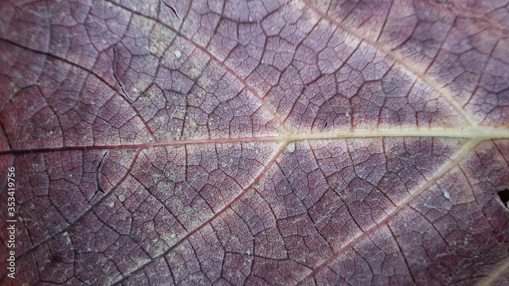 Fototapeta premium texture of wood