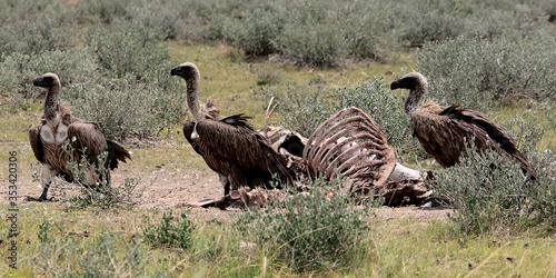 White-backed Vulture at the remains of a kill
