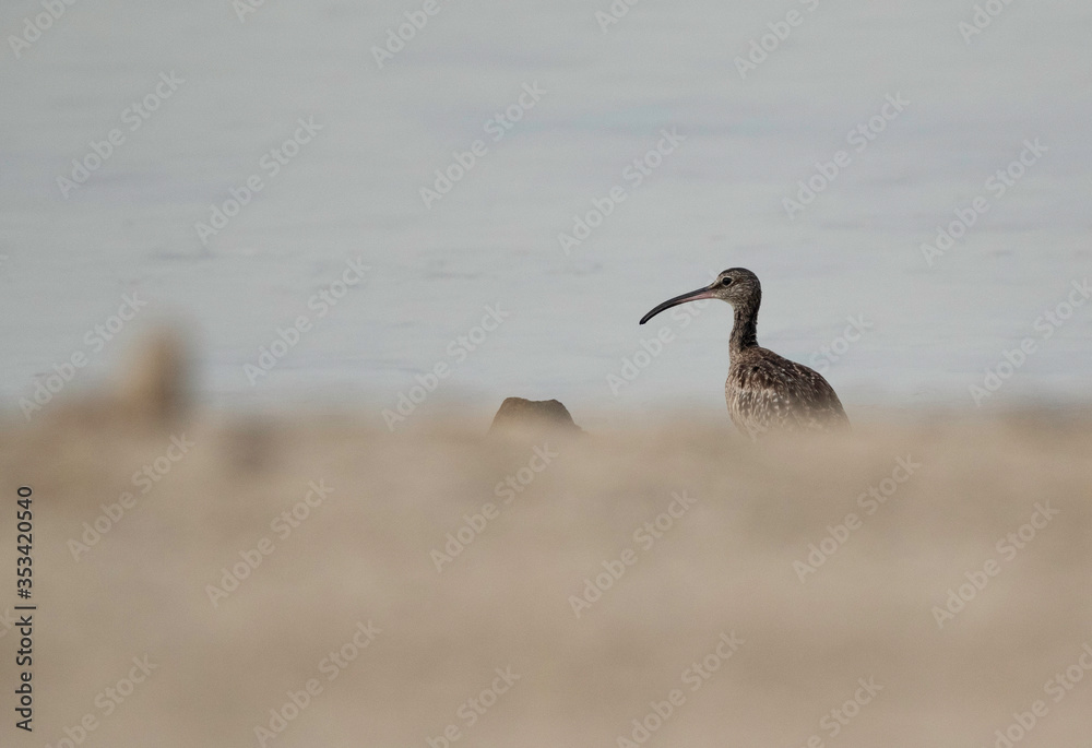 Whimbrel in the morning hours at Busaiteen coast, Bahrain Whimbrel in the morning hours at Busaiteen coast, Bahrain