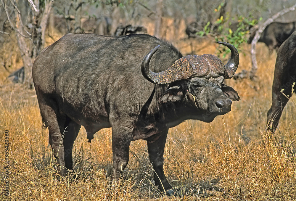 Cape buffalo portrait showing horns and tickbird