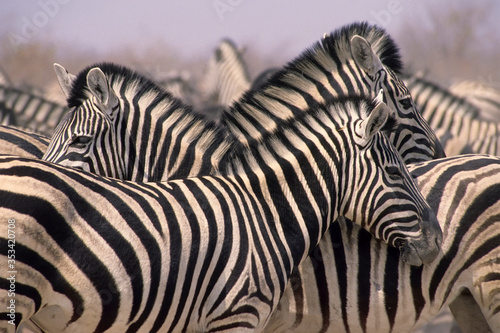 African zebra herd Etosha National Park,Namibia