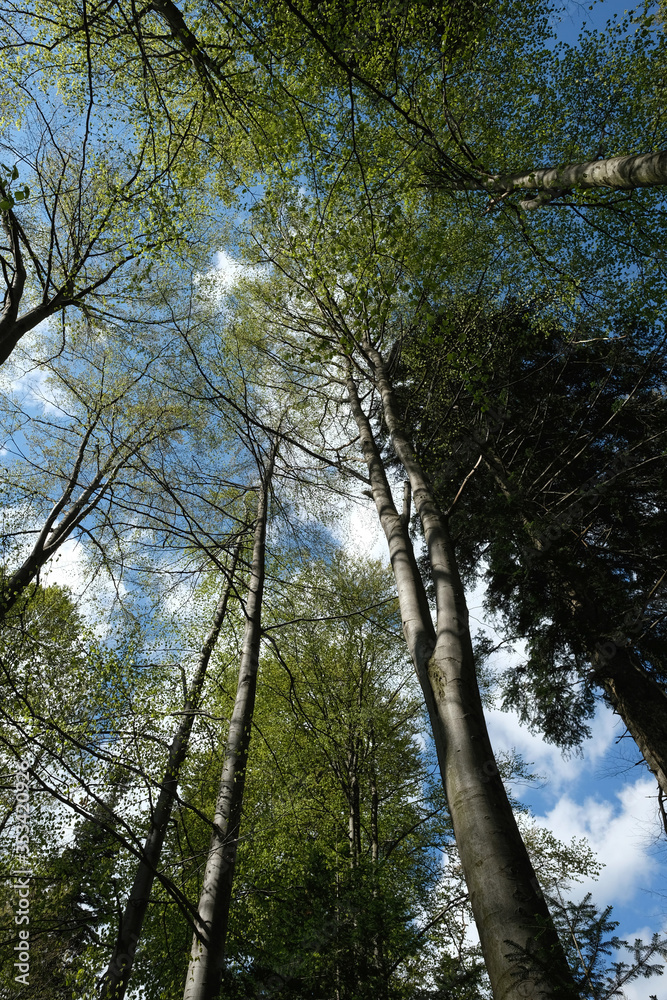 Obraz premium Las, Turbacz