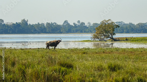 An adult wild water buffalo also called Asiatic buffalo with large pairs of horns standing on the edge of a lake close to a fallen tree at a national park in Assam India