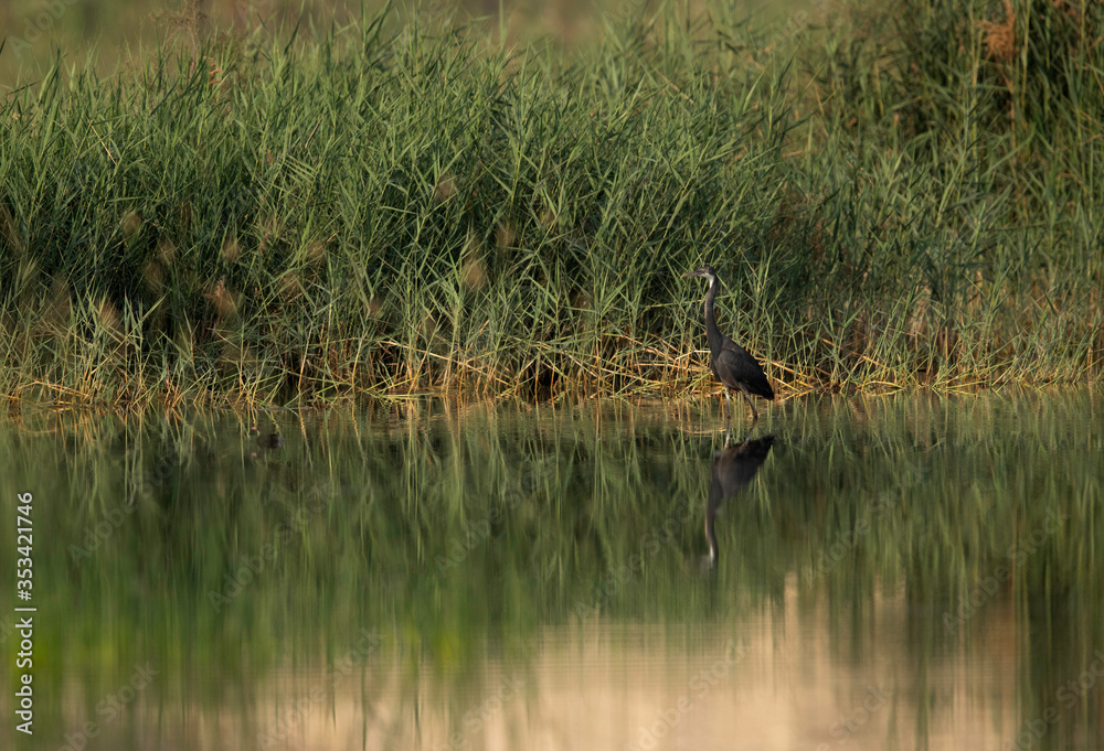 Western reef heron in its habitat at Buhair lake, Bahrain
