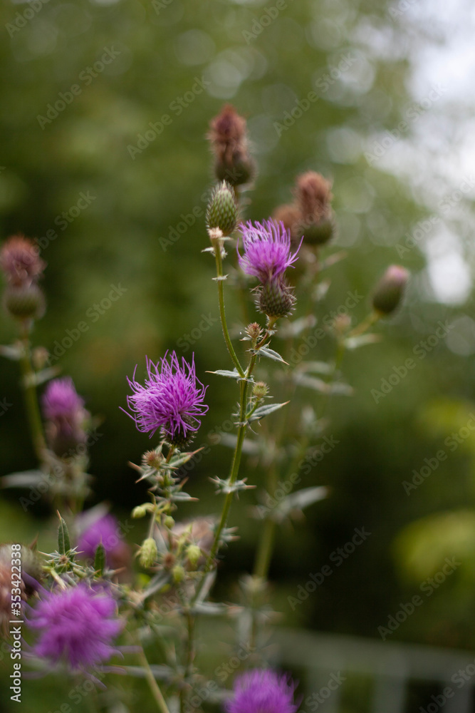 bee on a flower