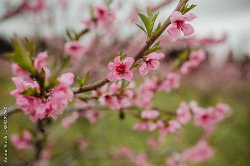 Peach pink trees blossom. Peach pink trees blossom.