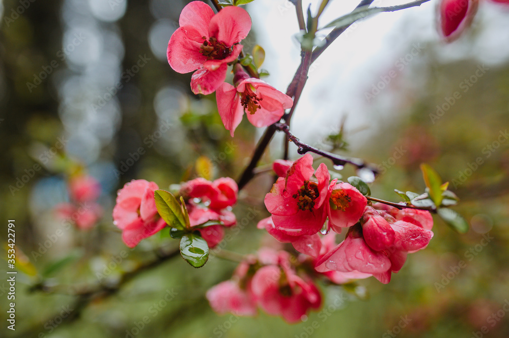 branch of a red apple blossom branch of a red apple blossom