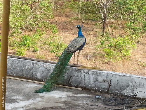 peacock in the park